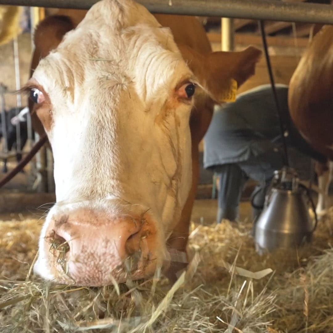 kuh beim fressen im stall, daneben die melkmaschine